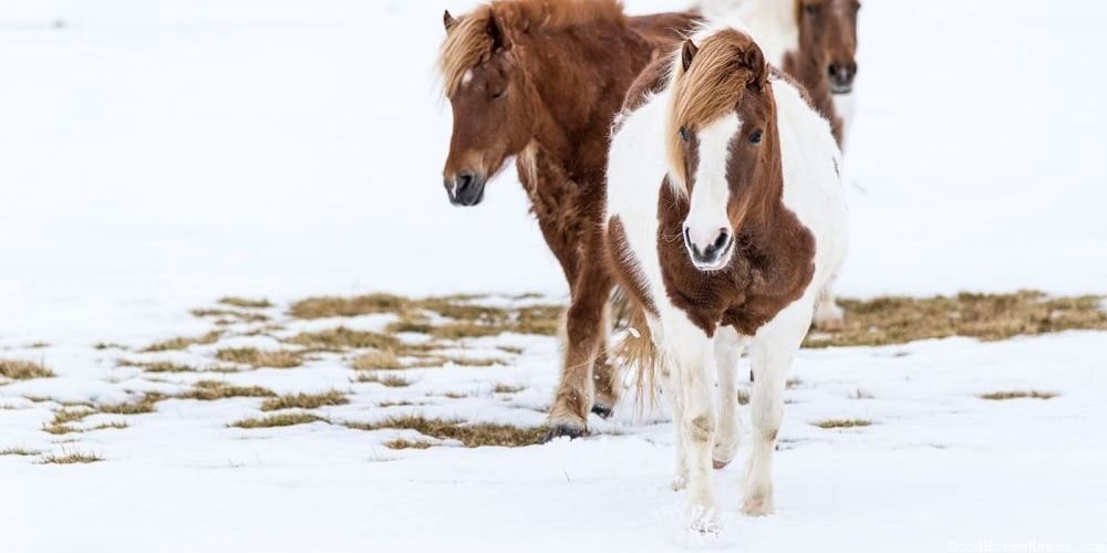 Calm Horse Popular Names