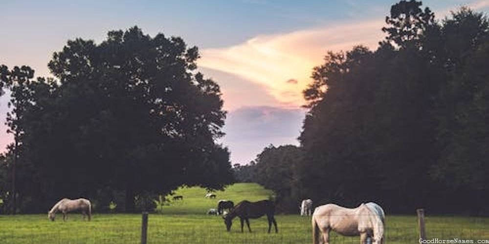 Celebrity Horse Elegant Names