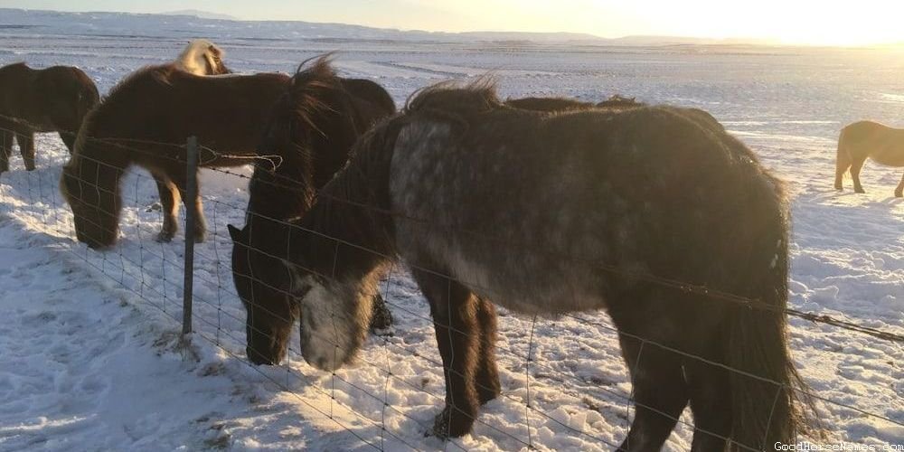 Celtic Horse Unique Names