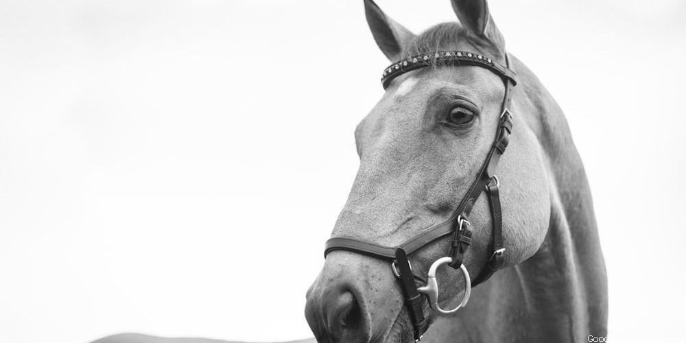 Christmas Horse Names That Sound Awesome