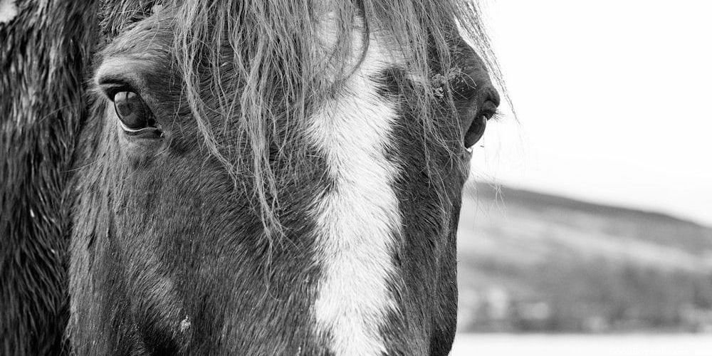 Cool Grey Horse Popular Names