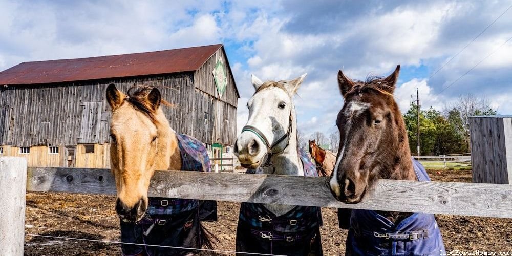 Country Horse Fierce Names