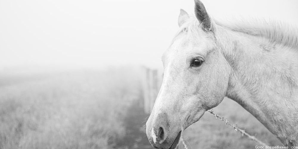 Cream Horse Royal Names