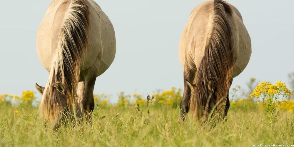 Cute Baby Funny Horse Names