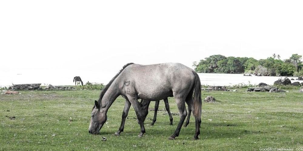 Cute Grey Horse Royal Names