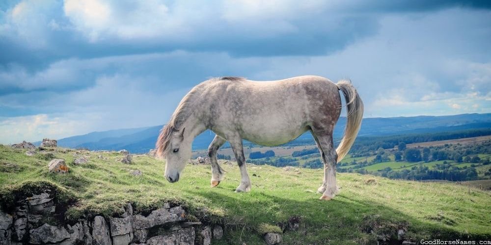 Female Clydesdale Horse Names That Are Puns