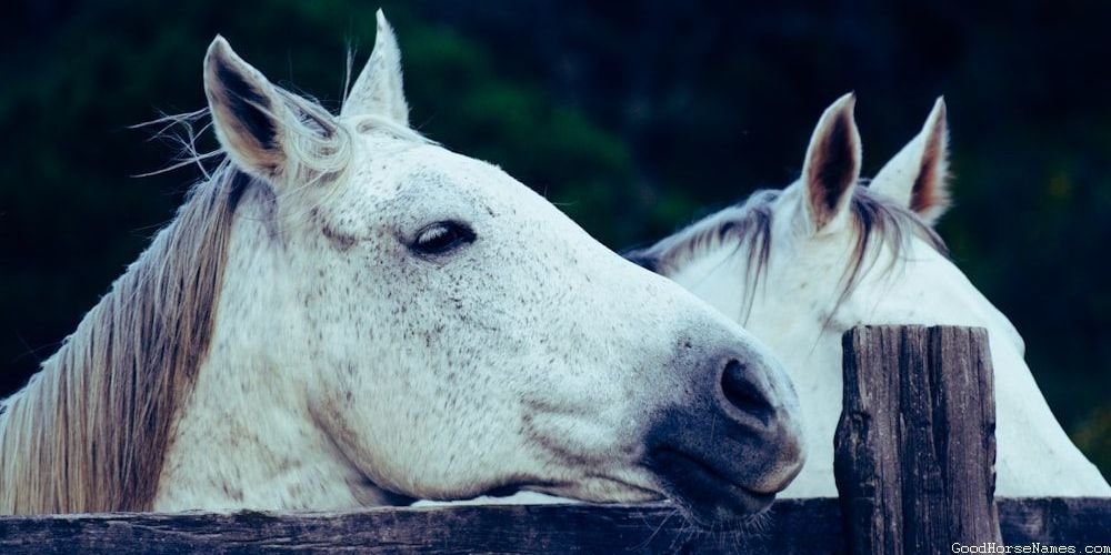 Male Palomino Horses Fierce Names