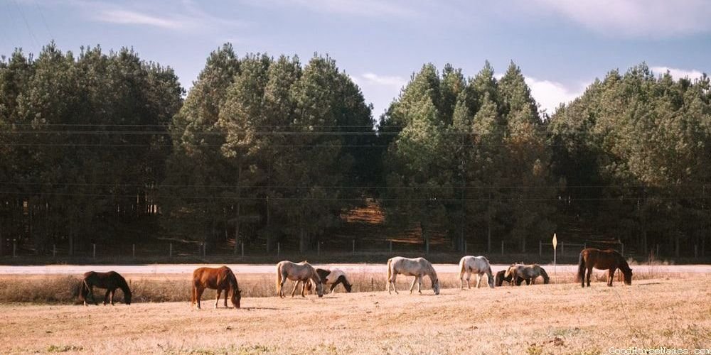 Male Royal Horse Charismatic Names