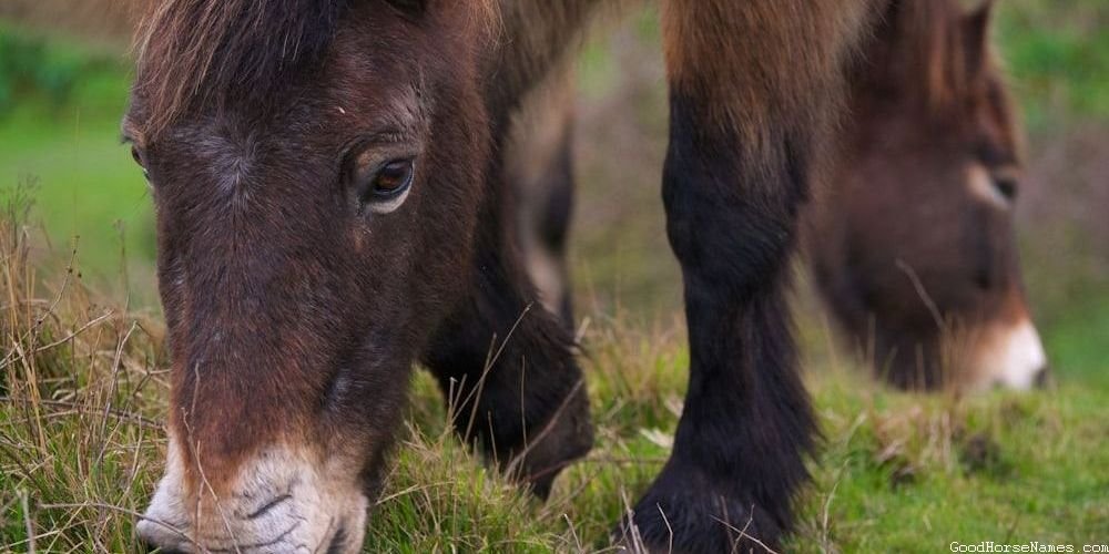 Masculine And Manly Horse Powerful Names