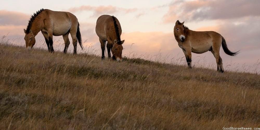 Medicine Hat Horse Names That Represent Their Unique Markings