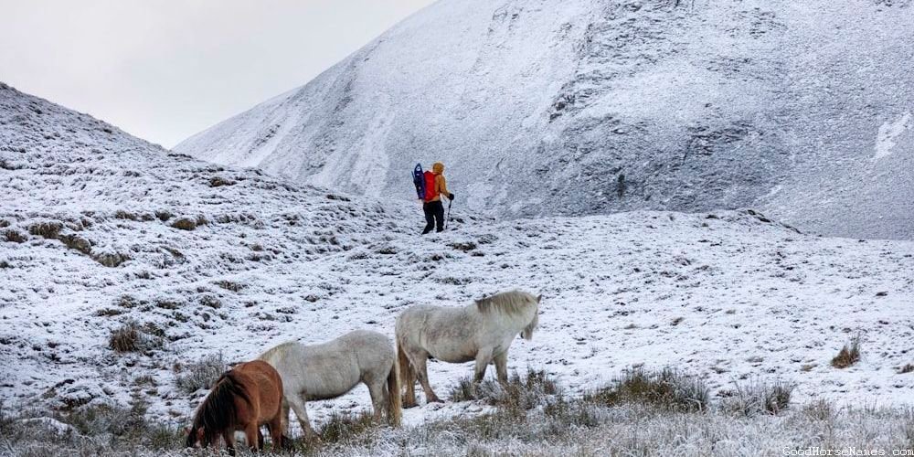 Nordic Horse Names That Represent Their Versatility