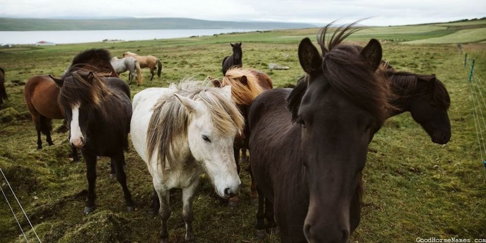 Outlaw Horse Mysterious Names