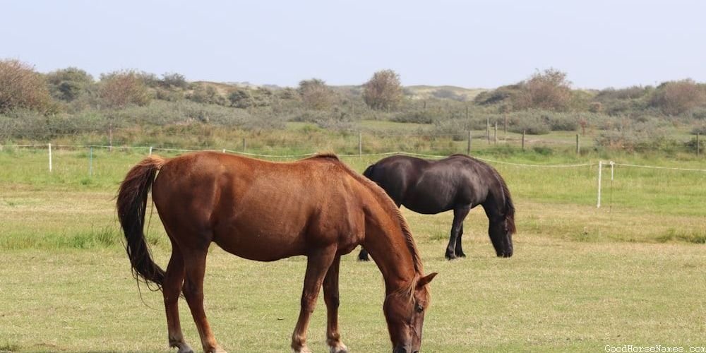 Personality Inspired Cute Grey Horse Names