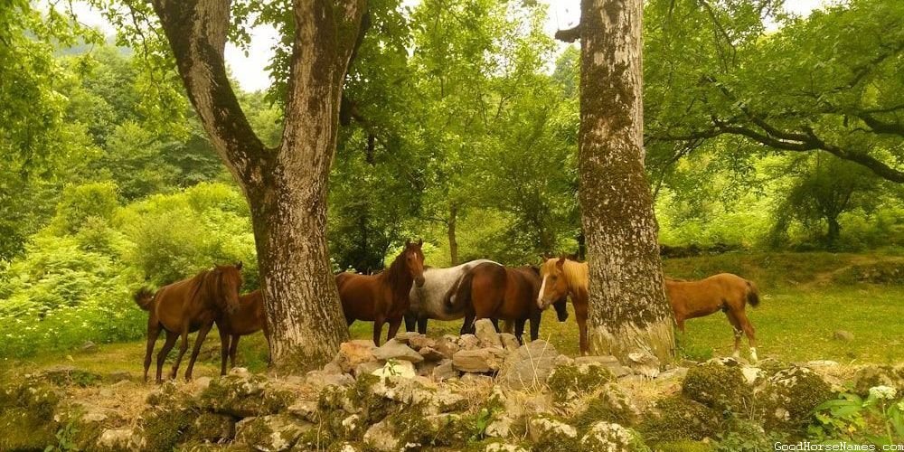 Poetic Horse Funny Names