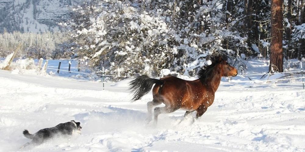 Polish Horse Names That Represent Their Gentle Temperament