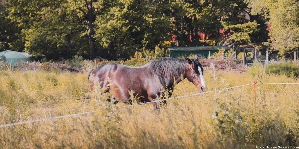 Pop Culture Inspired Crazy Horse Names