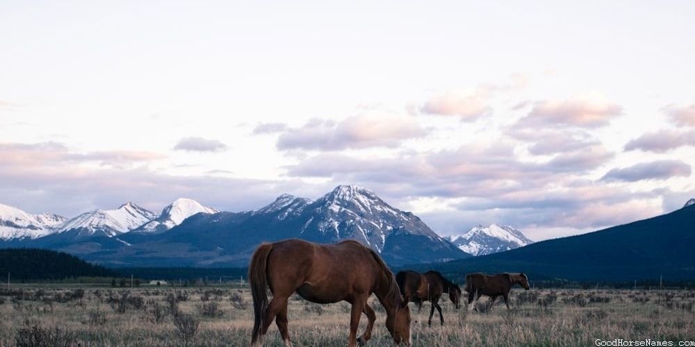 Popular Barrel Horse Names for Geldings