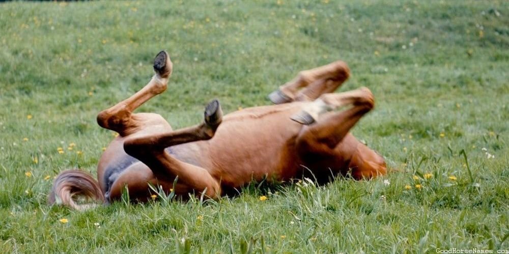 Popular Blue Eyed Horse Names