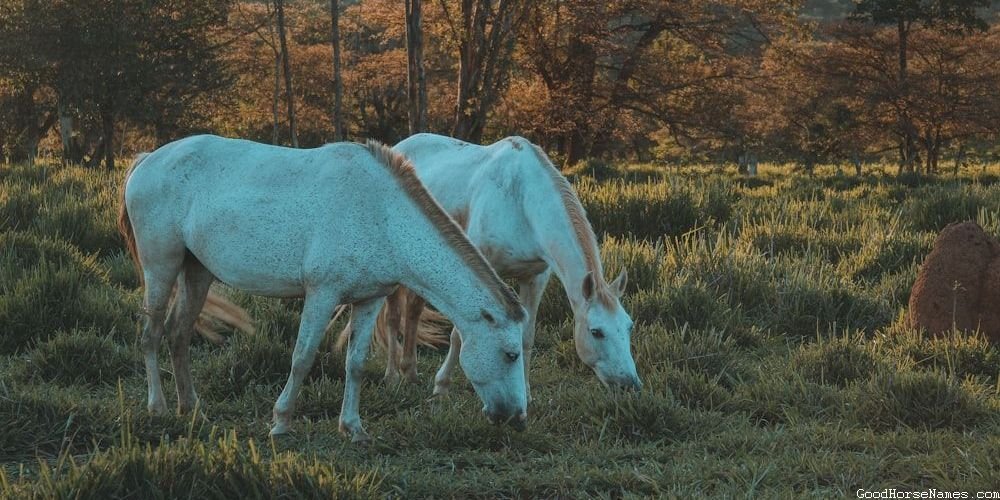 Popular Female Shire Horse Names