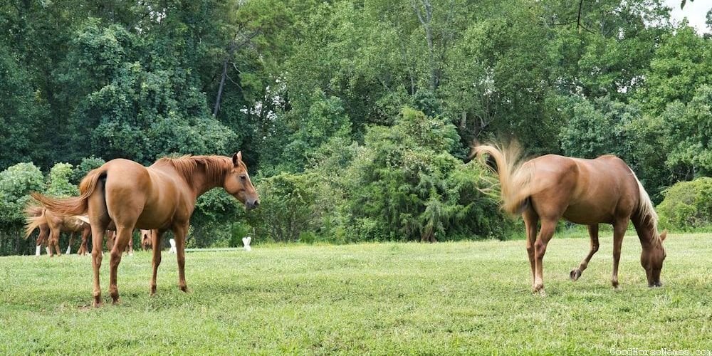 Popular Rocky Mountain Horse Names