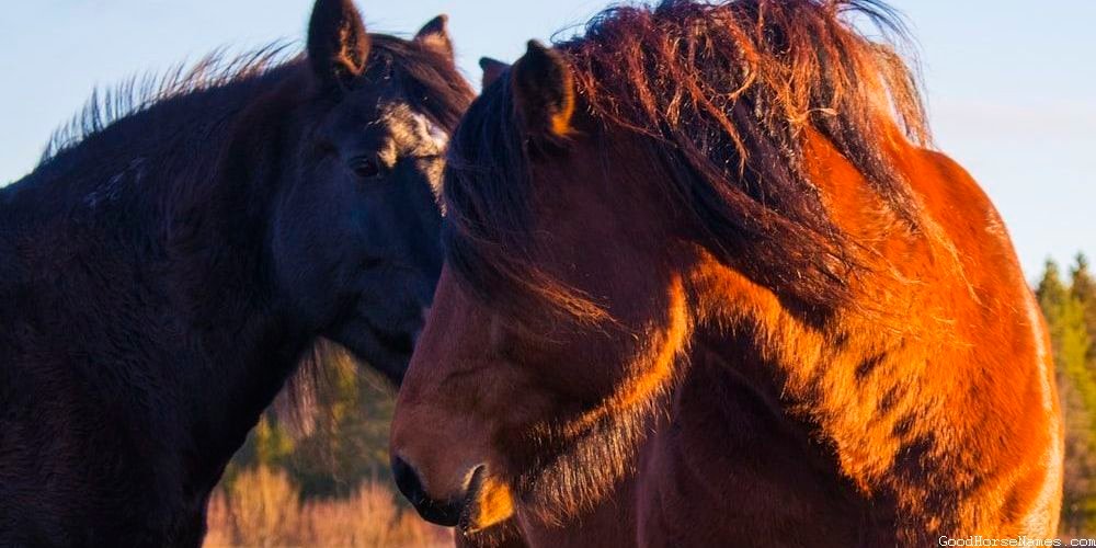 Popular Silver Dapple Pinto Horse Names