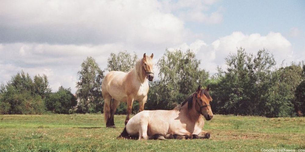 Pure White Horse Powerful Names