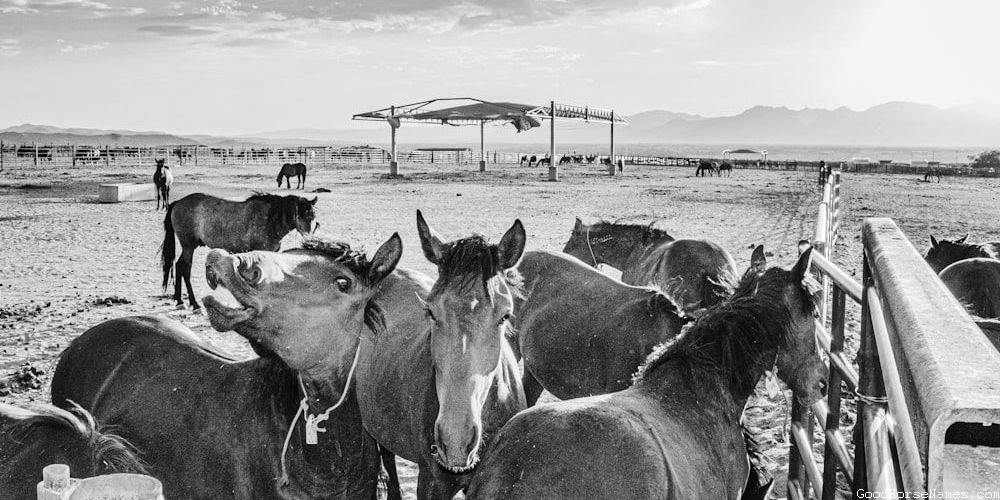 Regal Names for Female Clydesdale Horses