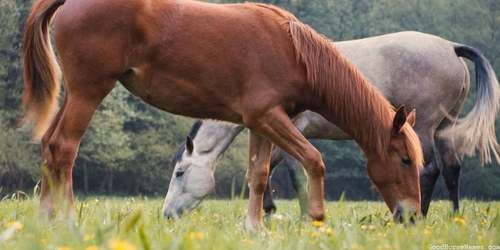 Shire Horse Names Inspired by Personality