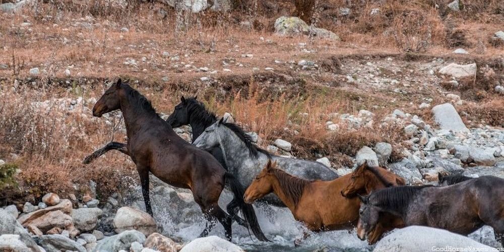 Space Themed Horse Astronomical Names