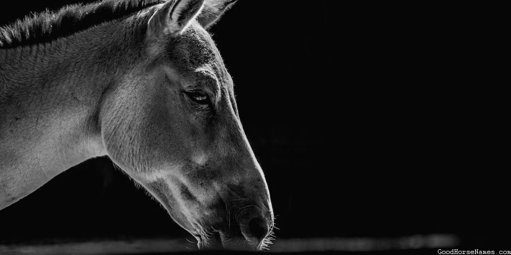 Texas Horse Names That Represent Their Versatility