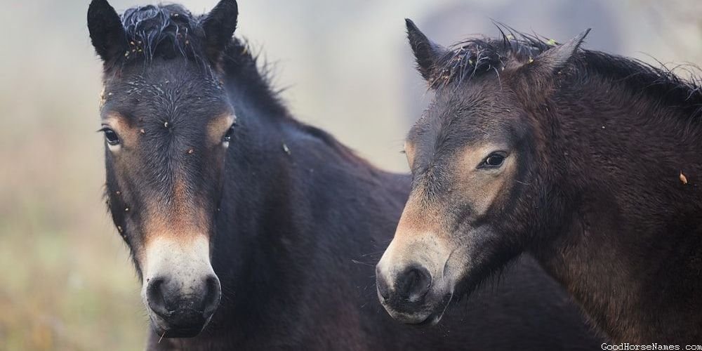 Tough Horse Names That Represent Their Courage