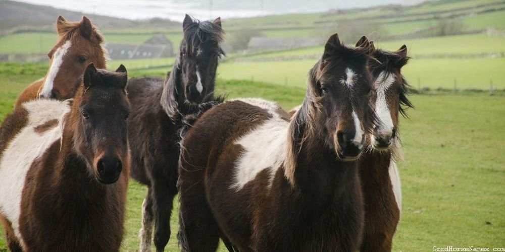 Two Word Horse Powerful Names